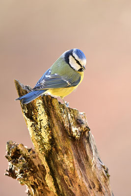Blaumeise