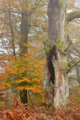 Urwald Sababurg
