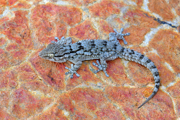 Mauergecko