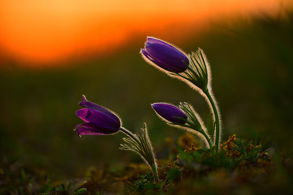 Küchenschelle im Abendlicht