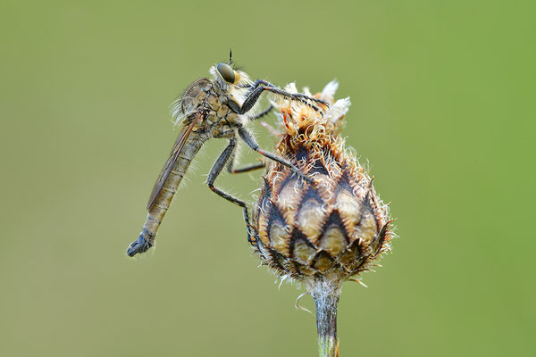 Raubfliege