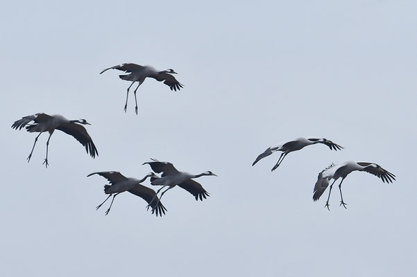 Kraniche im Flug