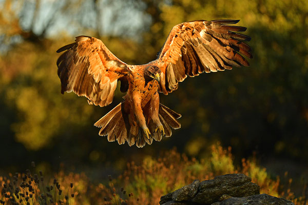 Kaiseradler Jungvogel