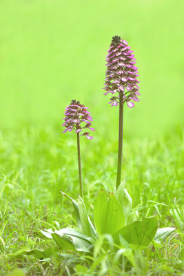 Purpurknabenkraut