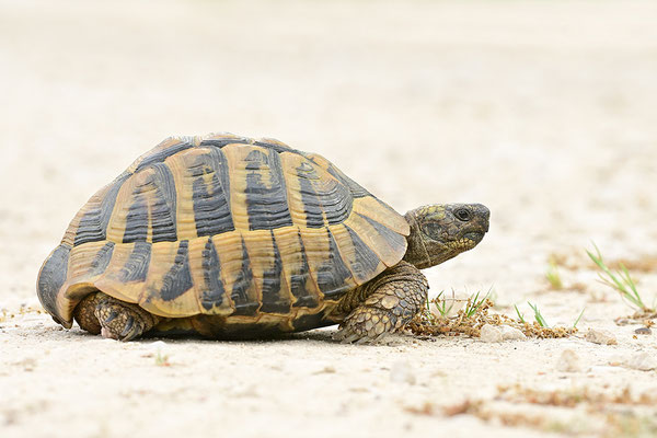 Griechische Landschildkröte