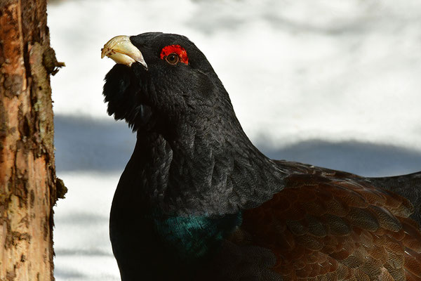 Auerhahn Männchen Kopfportrait