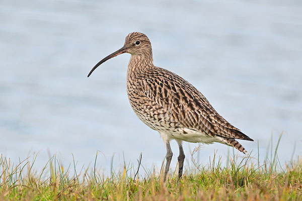 Großer Brachvogel