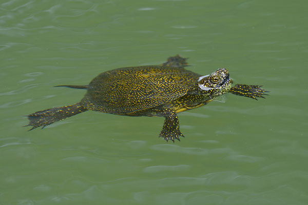 Europäische Sumpfschildkröte