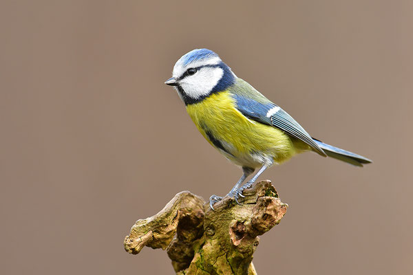 Blaumeise