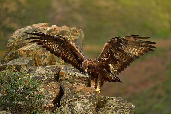 Steinadler
