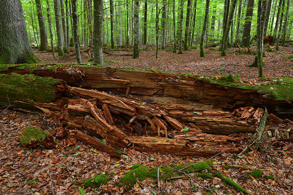 Urwald Bayrischer Wald