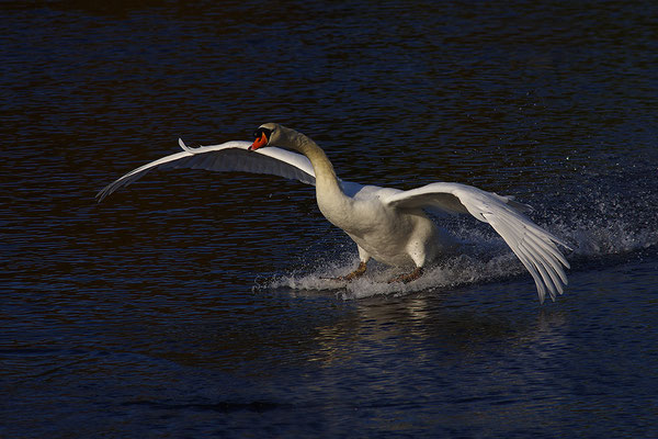 Höckerschwan