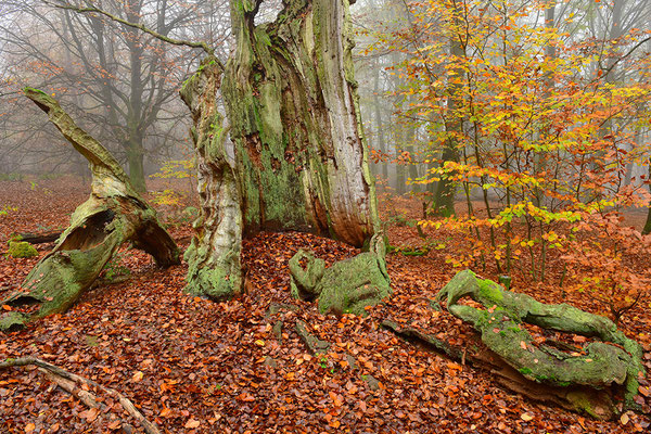 Urwald Sababurg