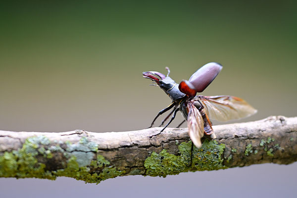 Hirschkäfer im Abflug
