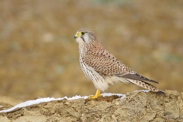 Turmfalke