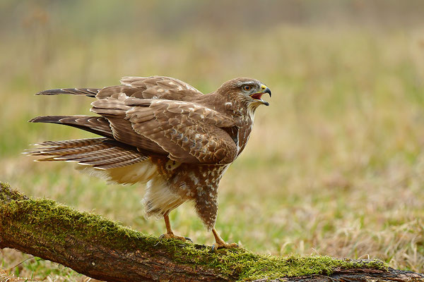 Mäusebussard