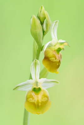 Gelbe Hummelragwurz flavescens