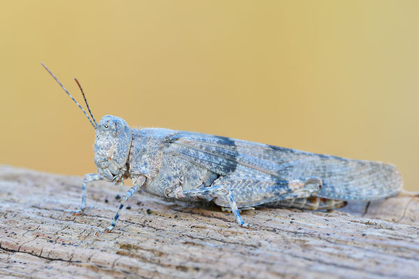 Blauflügelsandschrecke