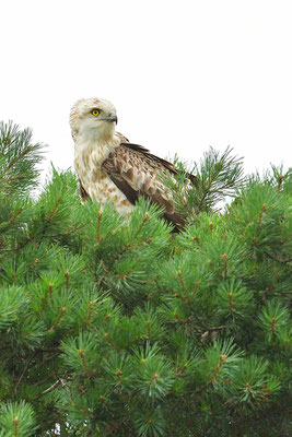 Schlangenadler