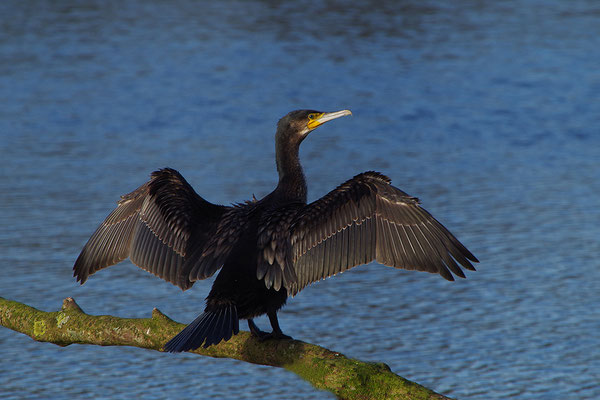 Kormoran