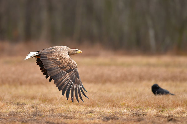 Seeadler fliegend