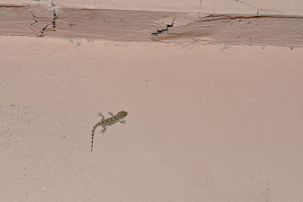 Mauergecko