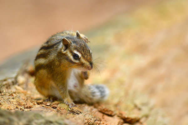 Sibirisches Streifenhörnchen