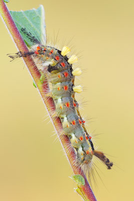 Bürstenspinner Raupe