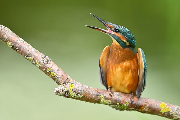 Eisvogel drohend