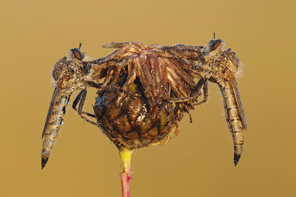 Raubfliege