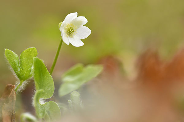 Leberblümchen_weiße Form