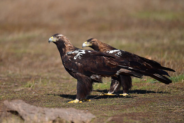 Kaiseradler