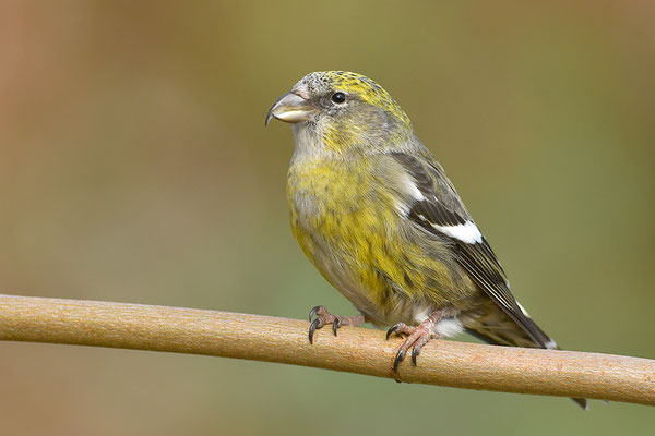 Bindenkreuzschnabel Weibchen