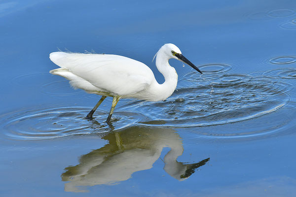 Seidenreiher
