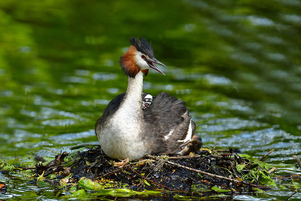 Haubentaucher am Nest