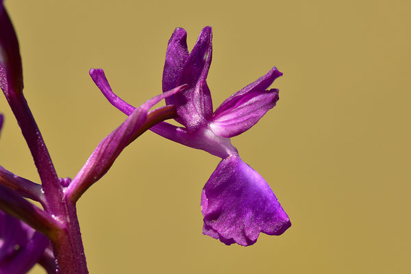 Lockerblütiges Knabenkraut Einzelblüte