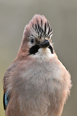 Eichelhäher Halbportrait