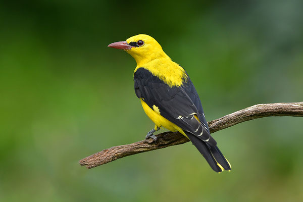 Pirol Männchen