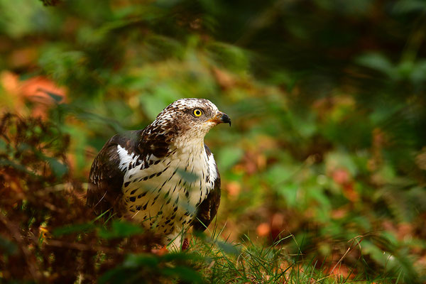 Wespenbussard, Nationalpark Bayrischer Wald Tierfreigelände Neuschönau