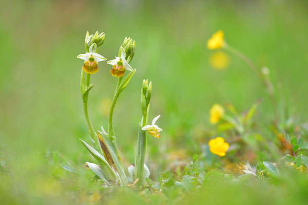 Gelbe Hummelragwurz flavescens