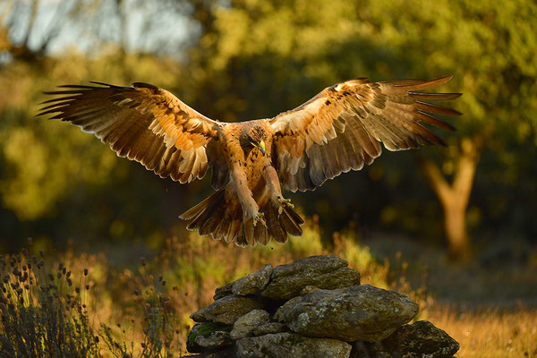 Kaiseradler Jungvogel