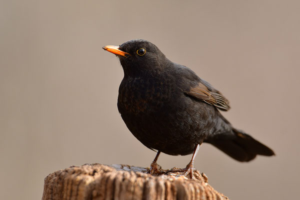 Amsel Männchen