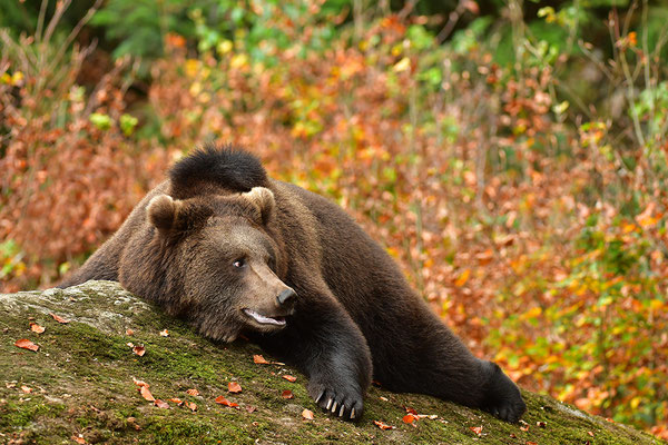 Braunbär