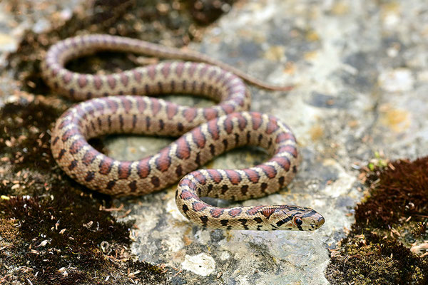 Leopardnatter