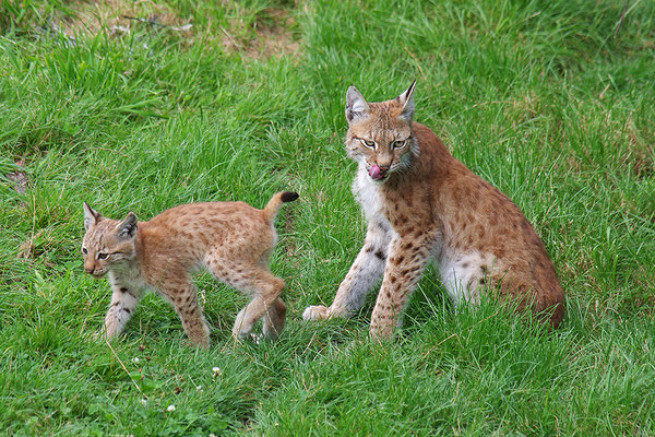 Luchs Mutter mit Jungtier