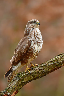 Mäusebussard