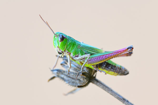 Grashüpfer