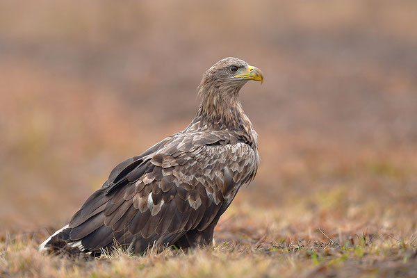 Seeadler