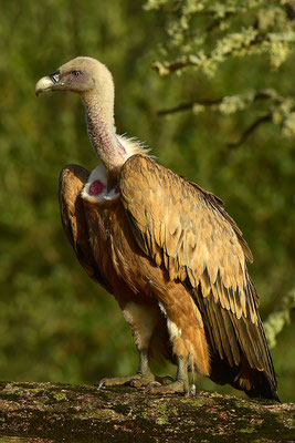 Gänsegeier