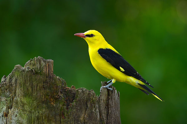 Pirol Männchen